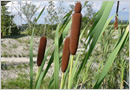 Bulrushes