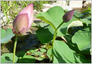 Pond Lily