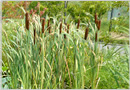 Bulrushes