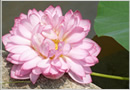 Pond Lily