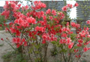 Azalea