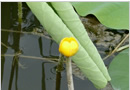 Nuphar japonica