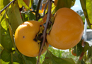 Persimmons