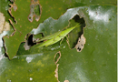 A Grasshopper and its baby