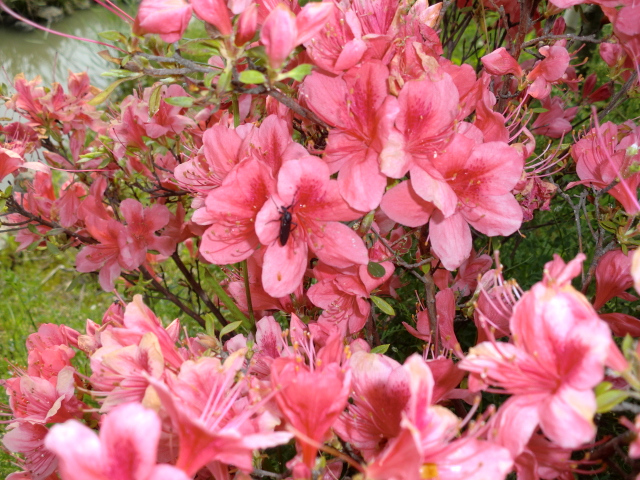 Insects in love with the azalea’s sweet nectar