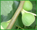 Fig/Fagaceae